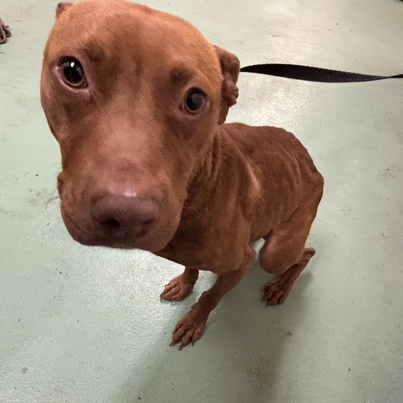 An adult medium-sized male Yellow / Tan / Blond / Fawn Mixed Breed dog named Big Grizz for adoption in Memphis, TN