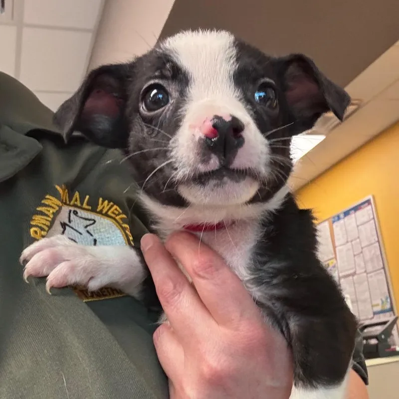 A baby small-sized female Jack Russell Terrier dog named Julia for adoption in Bend, OR