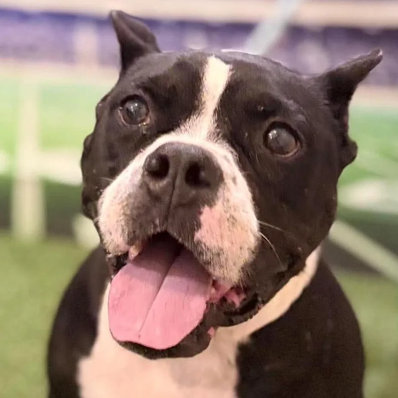 An adult medium-sized female Tricolor (Brown, Black, & White) Mixed Breed dog named Mary Lumi for adoption in Long Island City, NY
