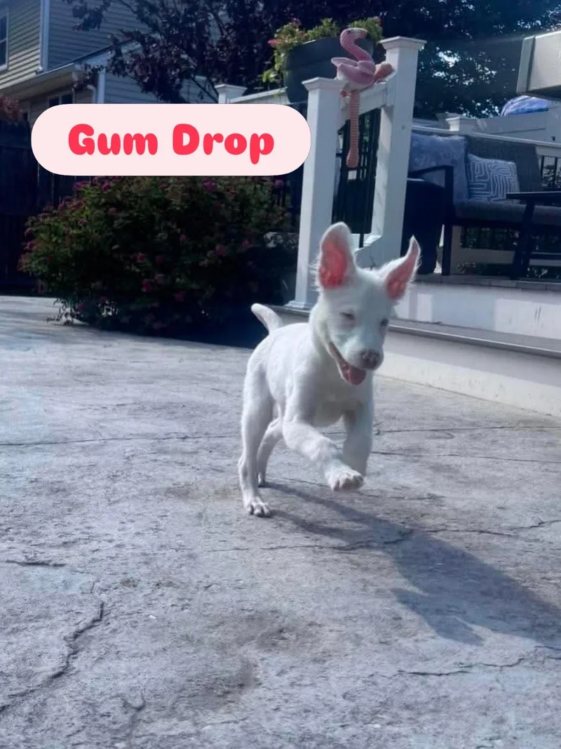 Gum Drop thumbnail 2
