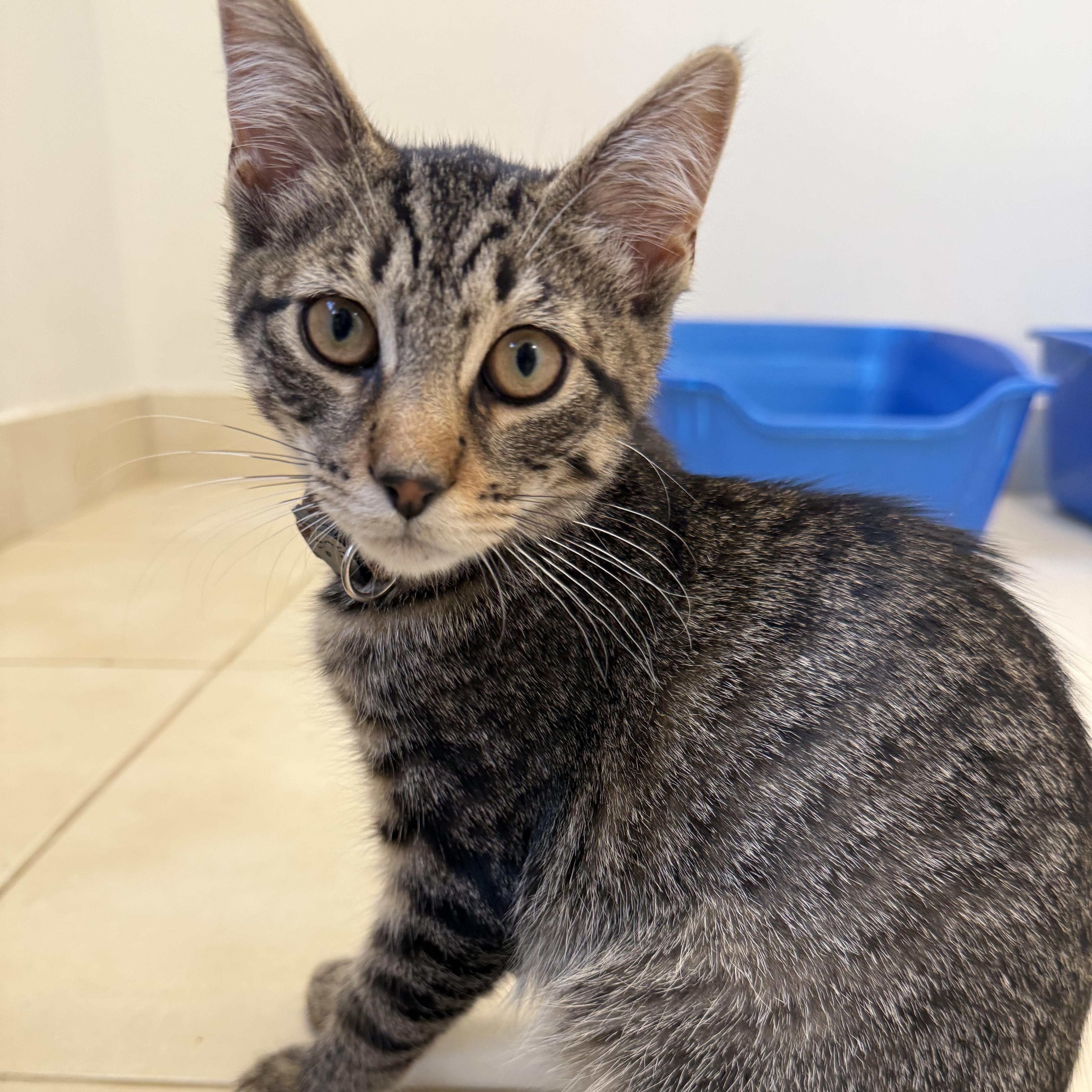 A baby small-sized male Tabby (Brown / Chocolate) Domestic Short Hair cat named Walter for adoption in North Haven, CT