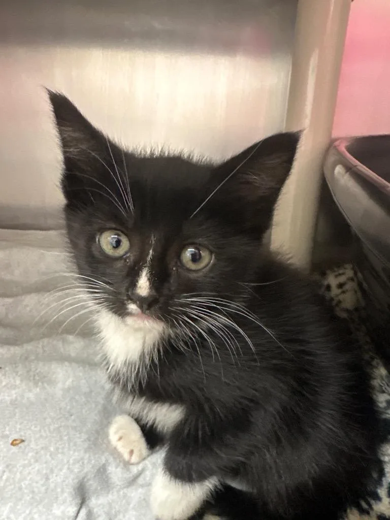 A baby medium-sized female Domestic Short Hair cat named Peony for adoption in Pomona, NY