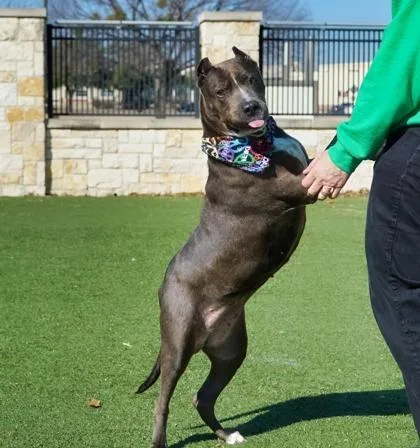 A senior medium-sized female Pit Bull Terrier dog named Amelia for adoption in North Richland Hills, TX