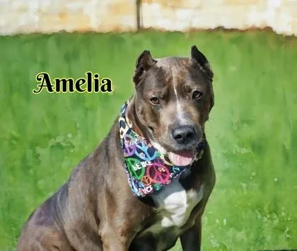 Amelia thumbnail 3