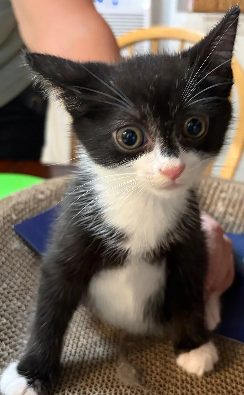 A baby medium-sized male Domestic Short Hair cat named Ollie COMING SOON for adoption in East Hartford , CT