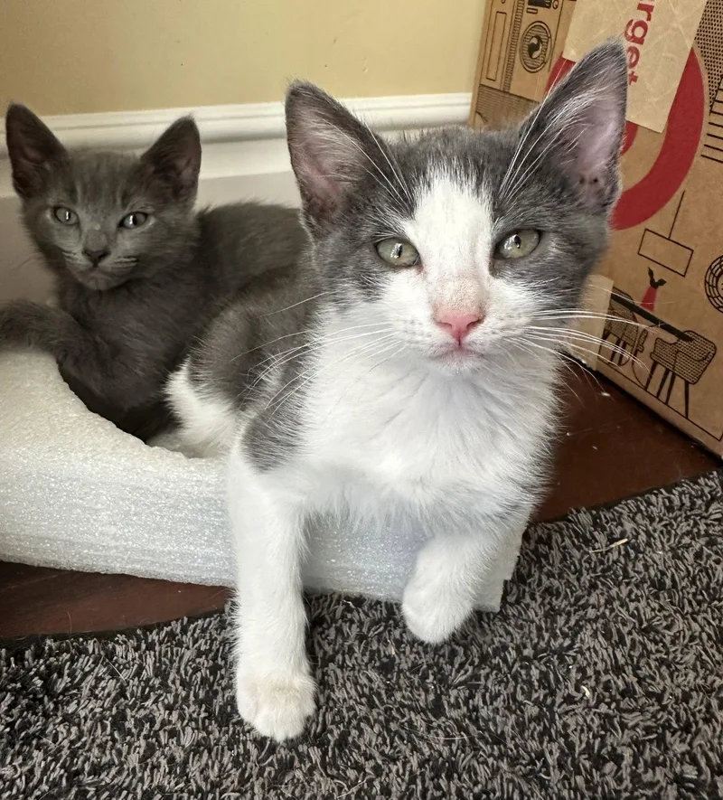 A young medium-sized female Gray & White Domestic Short Hair cat named Callie for adoption in Vacaville, CA