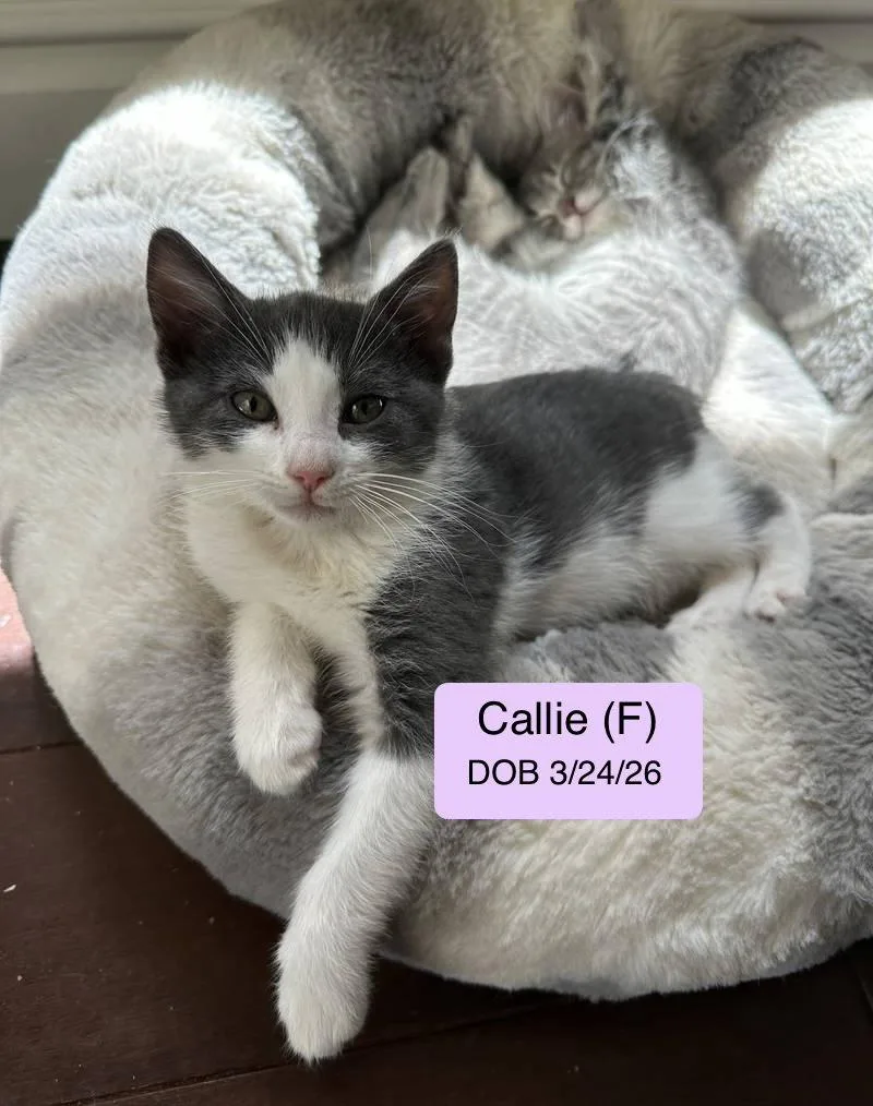 Callie thumbnail 2