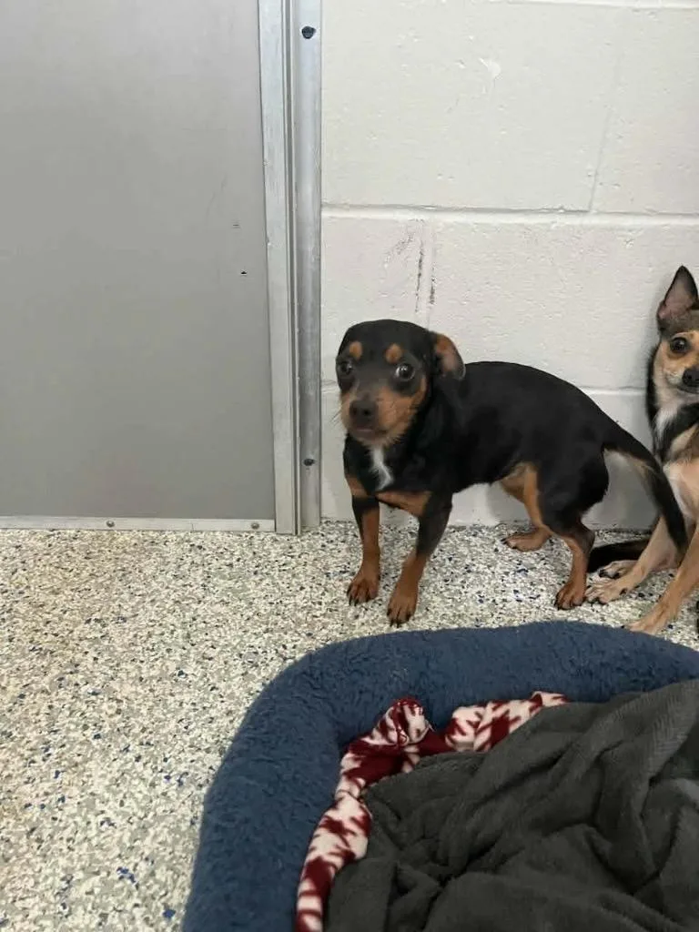 A young small-sized female Chihuahua dog named Bri for adoption in Waynesville, GA