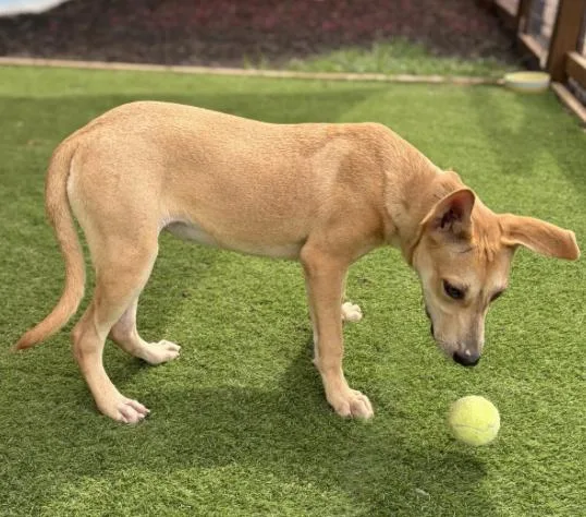 A baby medium-sized female Apricot / Beige Shepherd dog named Mandy for adoption in Elgin, TX