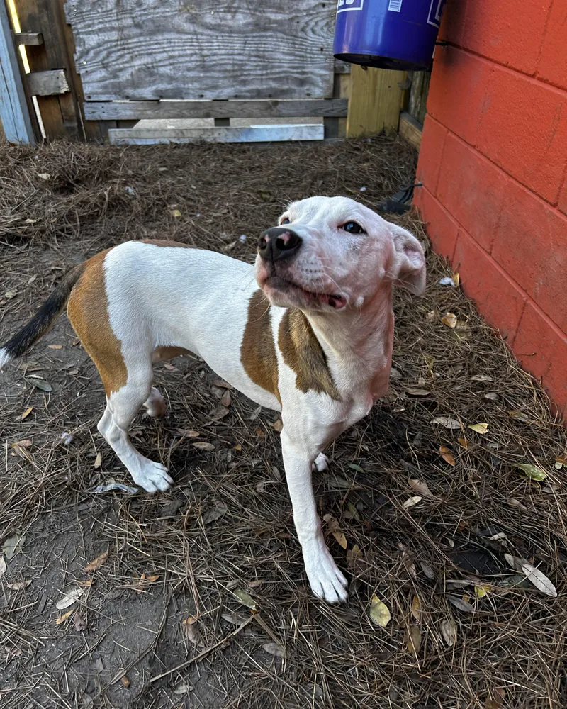 Widow Jane thumbnail 2