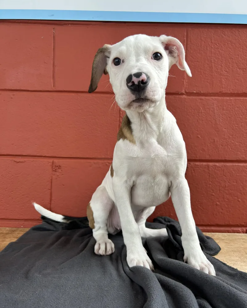 Widow Jane thumbnail 3