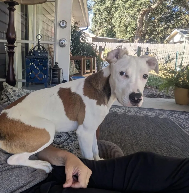 Widow Jane thumbnail 4