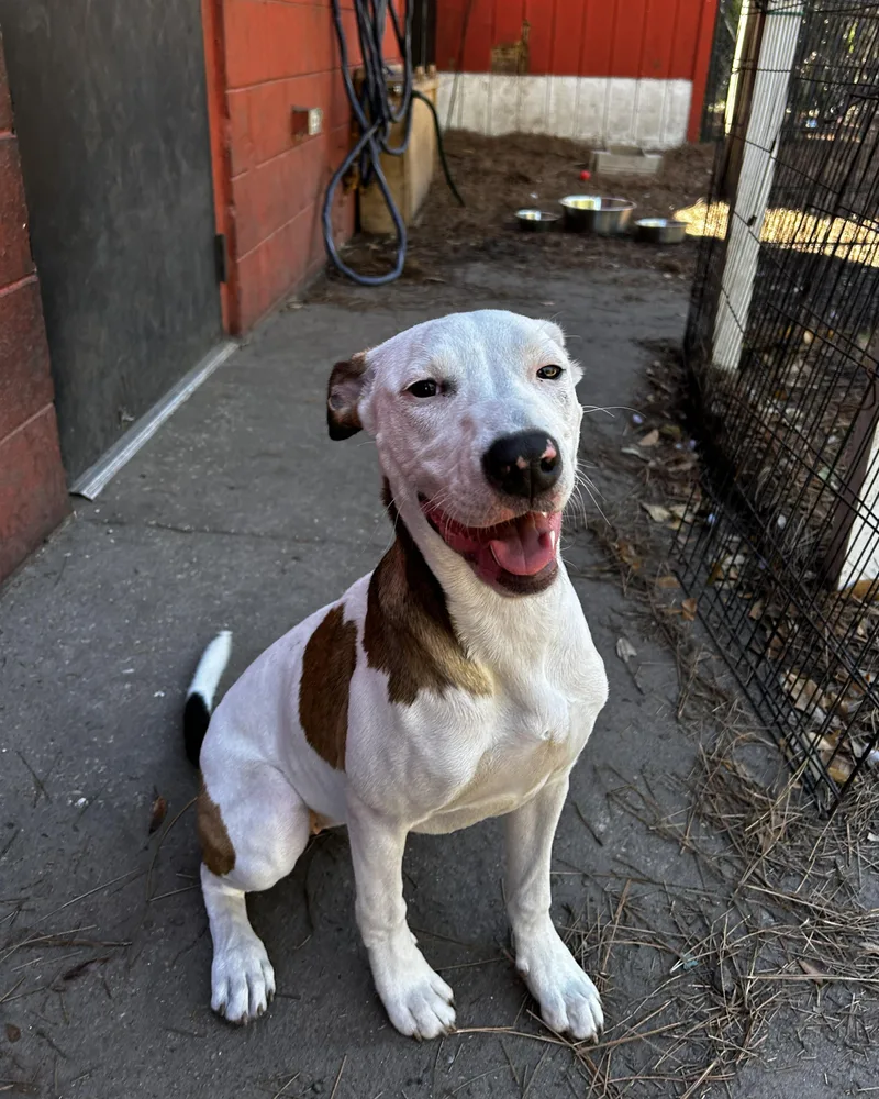 Widow Jane thumbnail 5