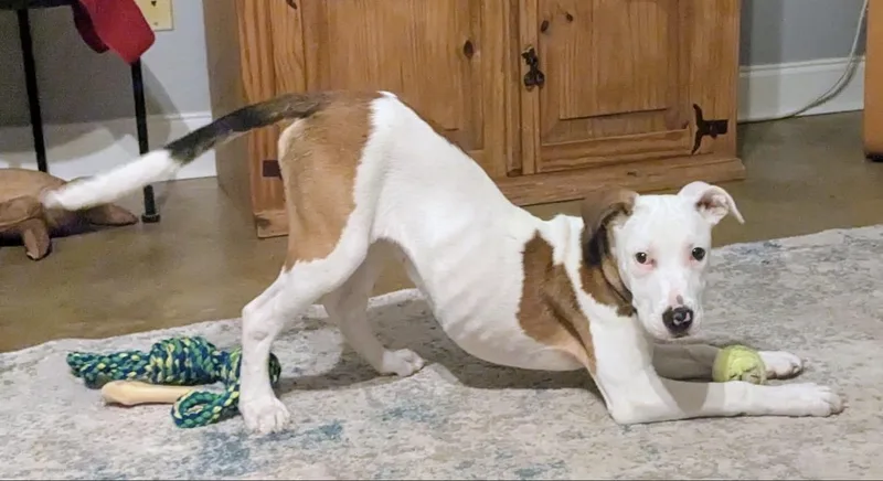 Widow Jane thumbnail 6