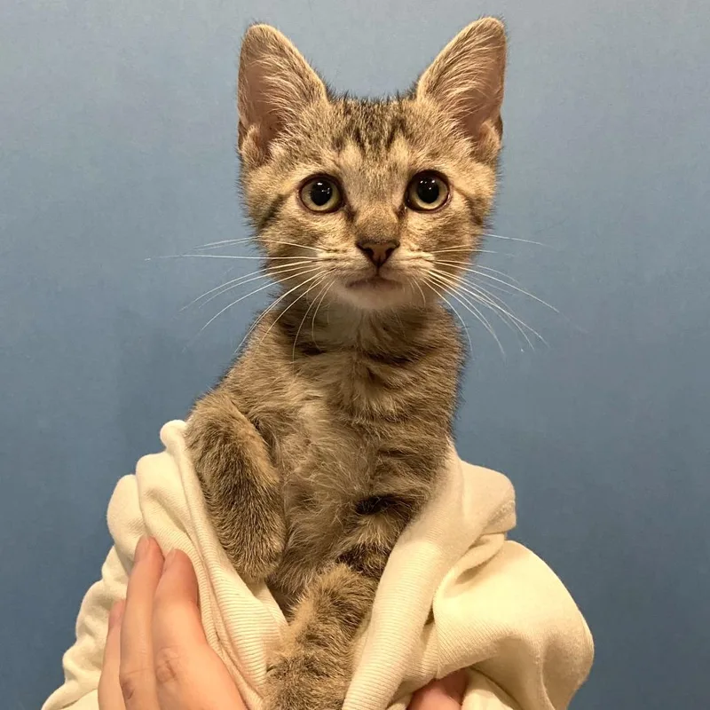 A baby small-sized female Torbie Domestic Short Hair cat named Didi for adoption in Washington Township, OH