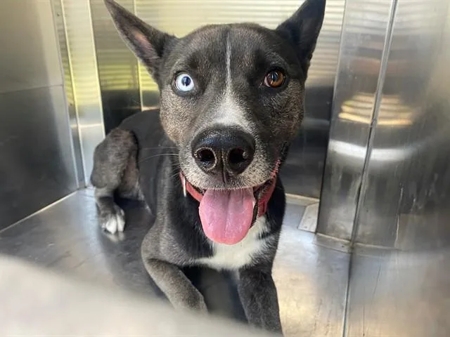 An adult large-sized male German Shepherd Dog dog named Lobo for adoption in Garland, TX