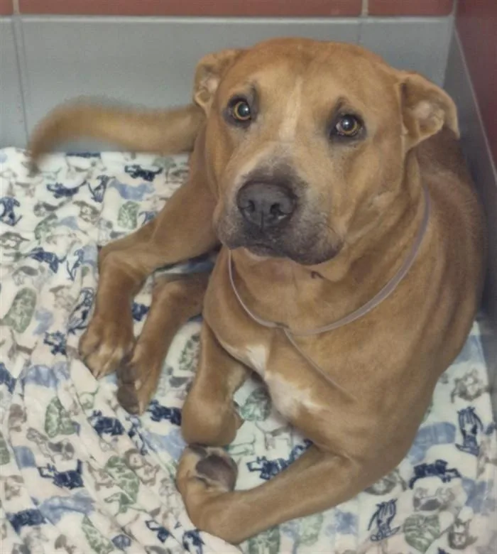 An adult large-sized male Staffordshire Bull Terrier dog named A for adoption in Houston, TX