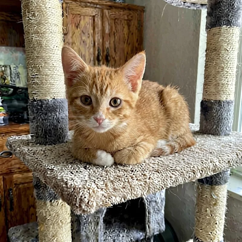 A baby small-sized female Orange & White Tabby cat named Astra for adoption in Westland, MI