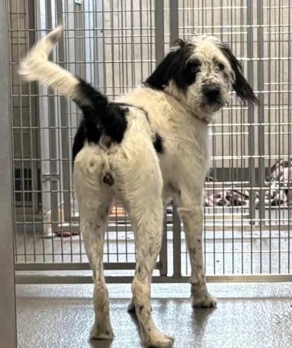 An adult large-sized female Mixed Breed dog named Emily for adoption in Munster, IN