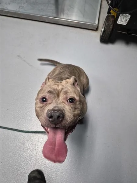 An adult medium-sized female Pit Bull Terrier dog named Pen for adoption in Lawrenceville, GA