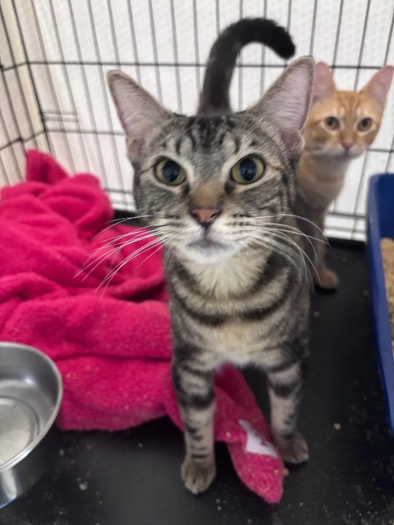 A young small-sized female Domestic Short Hair cat named Prophet for adoption in Corpus Christi, TX