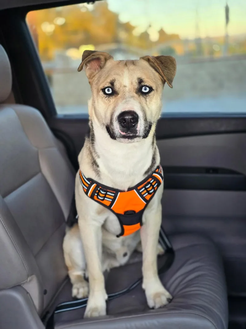 A young medium-sized male Husky dog named Victor for adoption in santa monica, CA