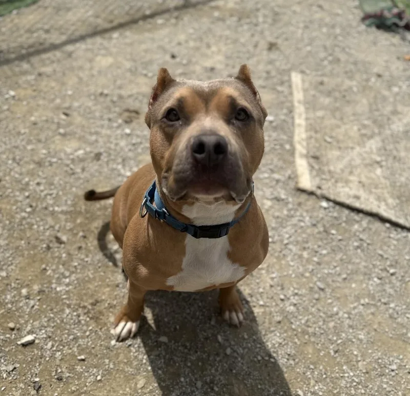 An adult large-sized male American Bully dog named Beckham Cooper for adoption in Evansville, IN