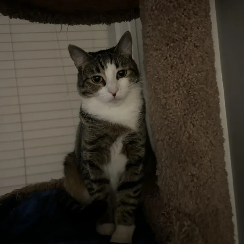 An adult small-sized female Black & White / Tuxedo Domestic Short Hair cat named Lily for adoption in Garden Grove, CA