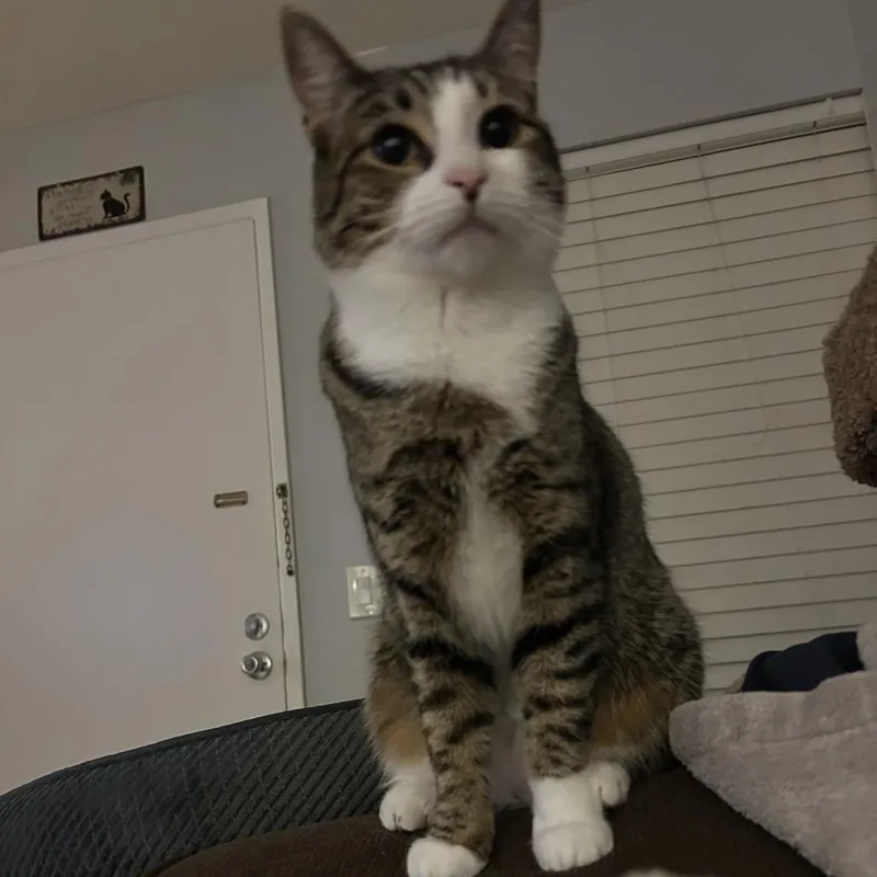 Lily thumbnail 5