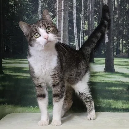 An adult medium-sized male Domestic Short Hair cat named Samwise for adoption in West Chester, PA