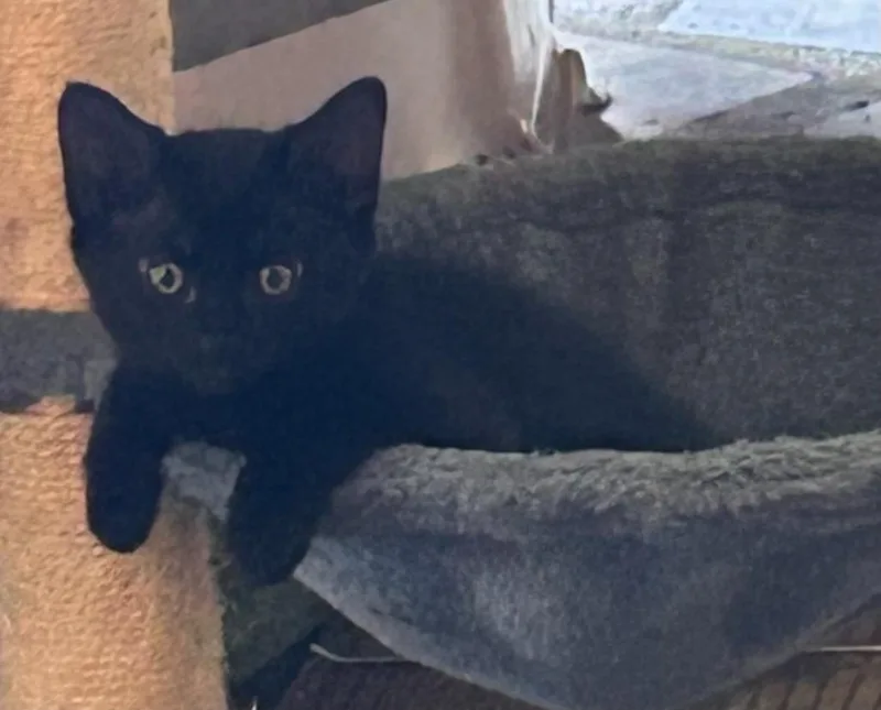 A baby medium-sized female Domestic Short Hair cat named Cake for adoption in Nacogdoches, TX