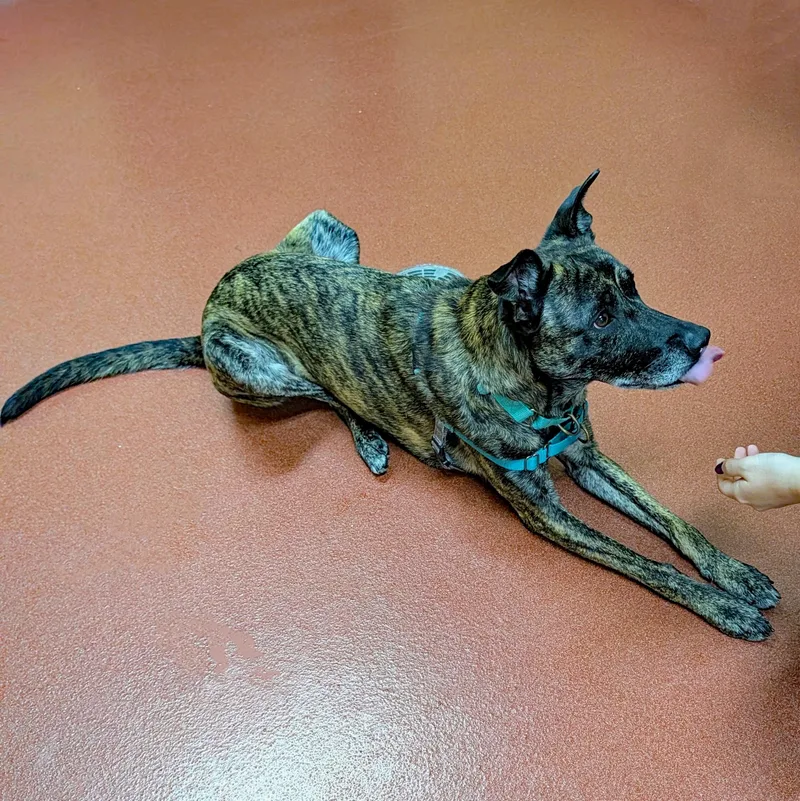 An adult medium-sized female Brindle Greyhound dog named Vegas for adoption in Accident, MD