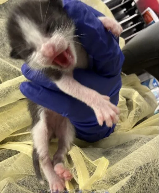 A baby medium-sized male Domestic Short Hair cat named Willow for adoption in Dallas, TX