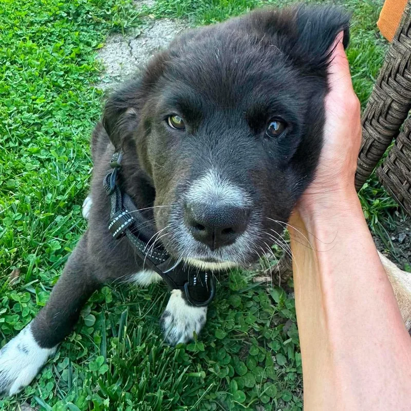 A baby medium-sized male Black Mixed Breed dog named Pringle for adoption in Plainfield, IL