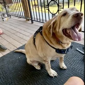 Ivan