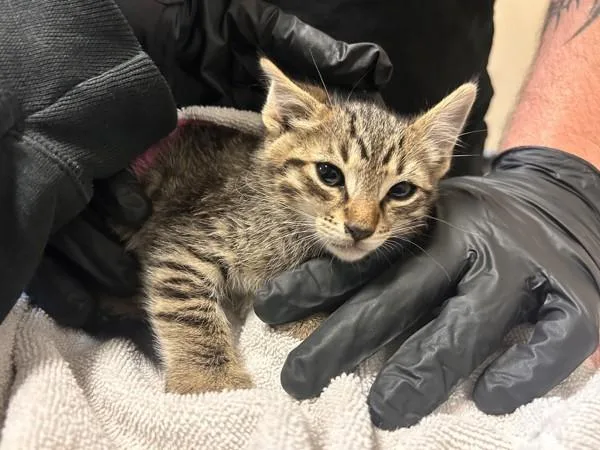 A baby small-sized male Domestic Short Hair cat named Trickle for adoption in Oceanside, CA
