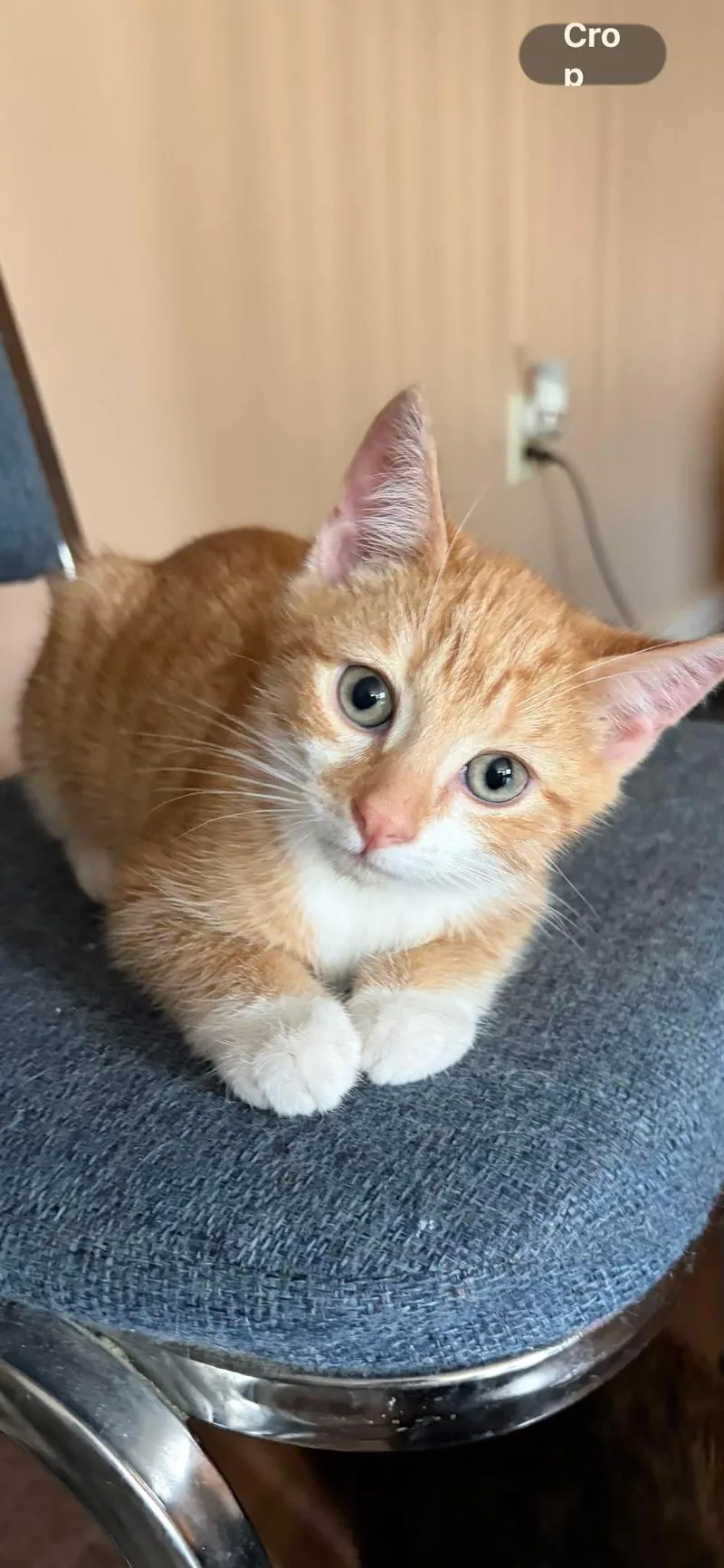 A baby medium-sized male Orange & White Tabby cat named Oliver for adoption in Brick, NJ