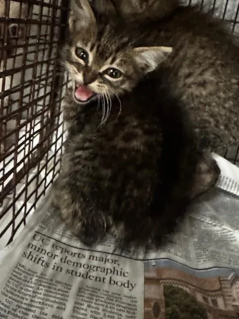 A baby small-sized female Domestic Short Hair cat named Belinda for adoption in Los Angeles, CA