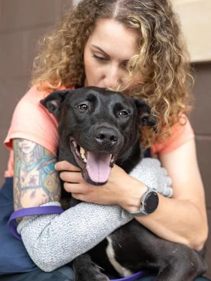 An adult large-sized female Mixed Breed dog named Poppy for adoption in Chamblee, GA
