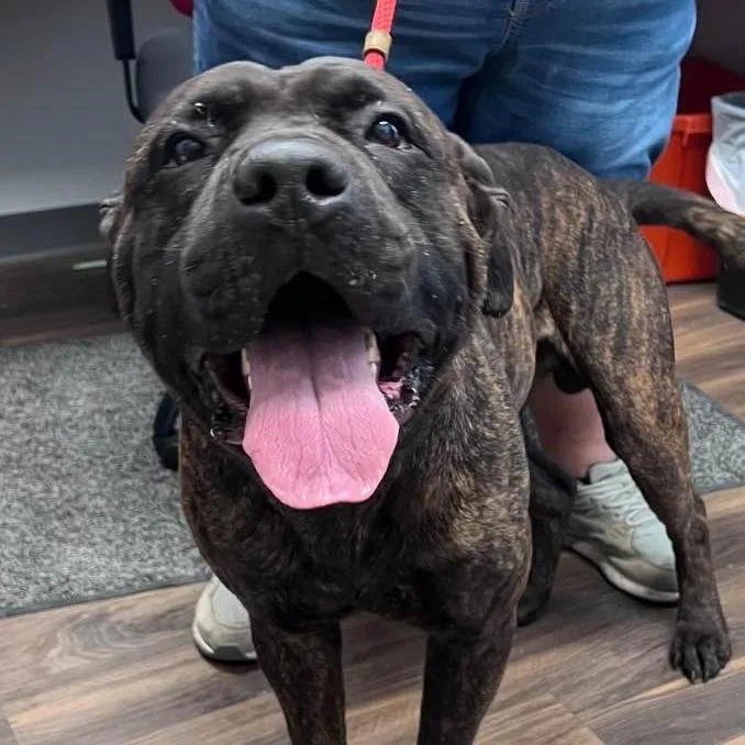 An adult large-sized male Brown / Chocolate Mixed Breed dog named Bo for adoption in Jeffersonville, IN