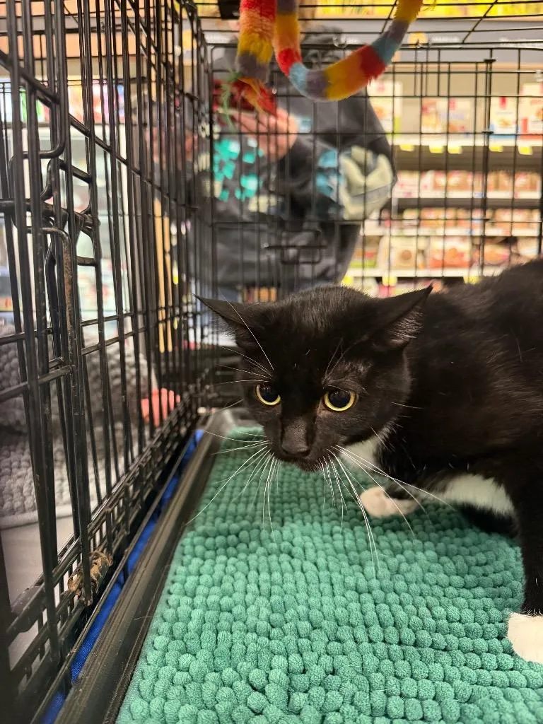 A young large-sized female Domestic Short Hair cat named Figment for adoption in warrenville, SC