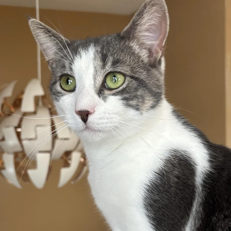 A young medium-sized male Domestic Short Hair cat named October for adoption in Melrose, MA