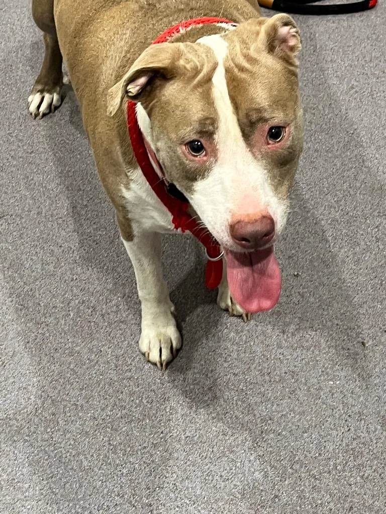 A young medium-sized female Pit Bull Terrier dog named Josie for adoption in Benton, AR