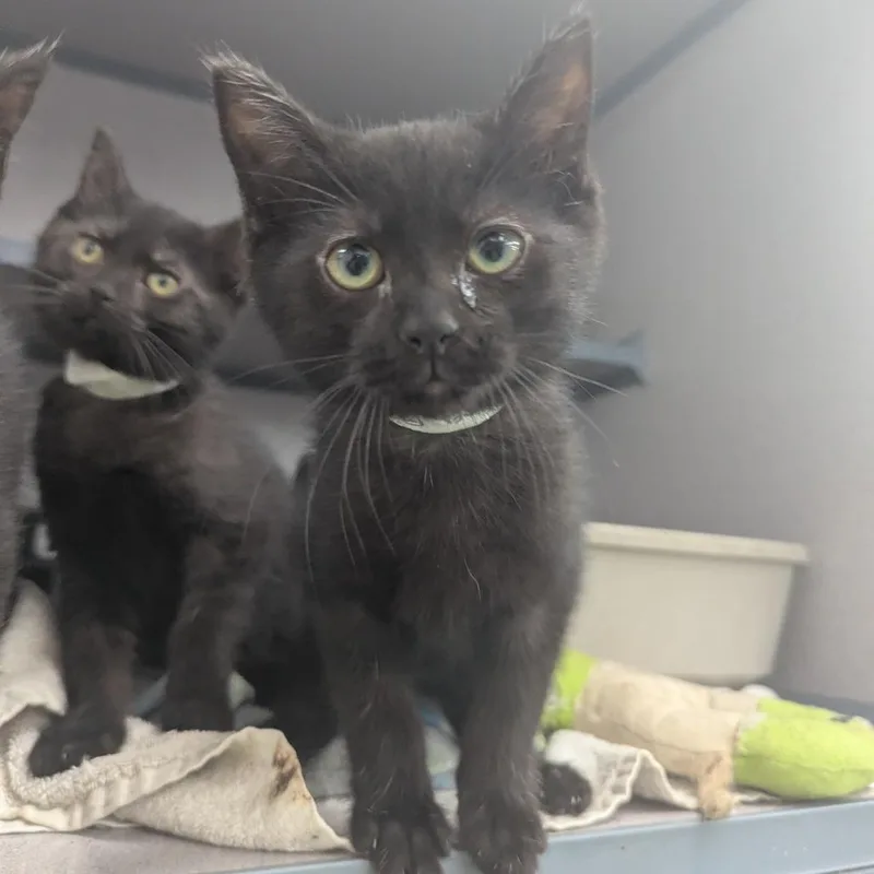 A baby small-sized male Black Domestic Short Hair cat named Banana Ben for adoption in Evansville, IN