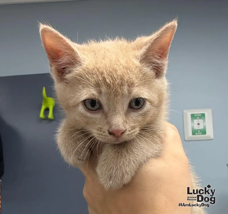 A baby medium-sized male Orange / Red Domestic Short Hair cat named Toulouse for adoption in Washington, DC