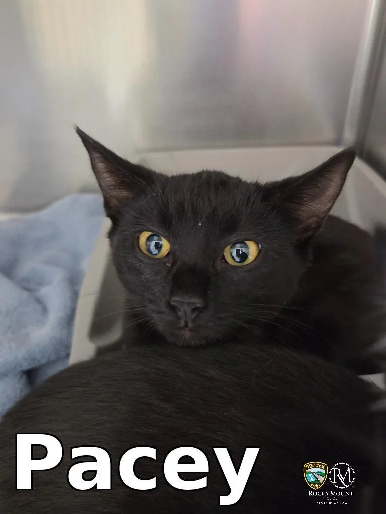 A young small-sized female Domestic Short Hair cat named Pacey for adoption in Rocky Mount, NC
