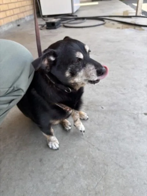 An adult medium-sized male Chihuahua dog named Rocco for adoption in Los Angeles, CA
