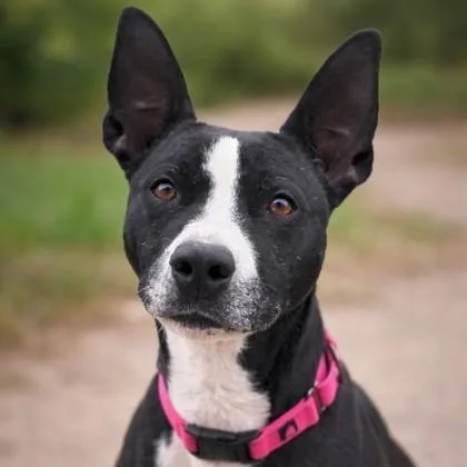 An adult medium-sized female Black Pit Bull Terrier dog named Yuna for adoption in Bridgeport, CA