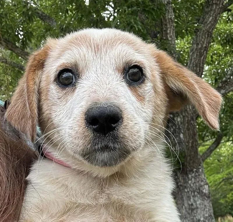 A baby medium-sized female Cattle Dog dog named Nutmeg for adoption in Syracuse, NY