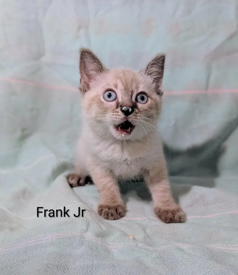 Frank Jr
